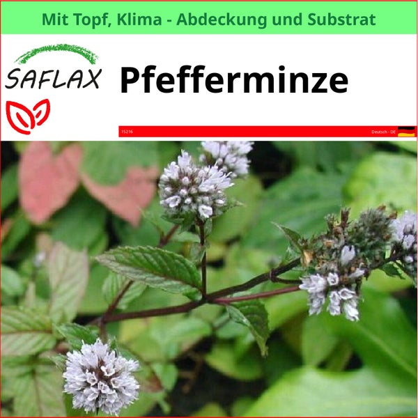 SAFLAX Garden to go - Pfefferminze - Mentha piperita - 300 Samen - Mit Topf, Klima - Deckel und Anzuchtsubstrat