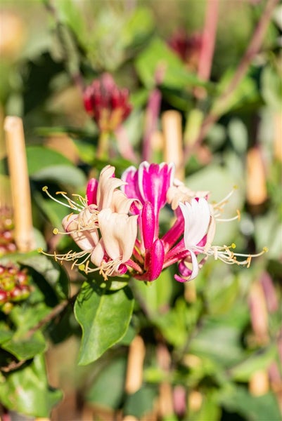 Nahaufnahme einer Geissblattblüte mit Blättern