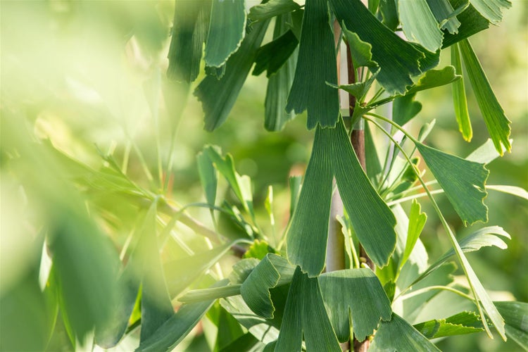 Ginkgo biloba 'Saratoga', Fächerblattbaum, 80–100 cm