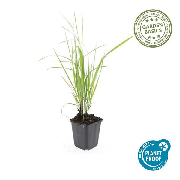 Ziergras - Reitgras - Calamagrostis acutiflora 'Karl Foerster' - 9cm Topf - Set mit 6 Pflanzen