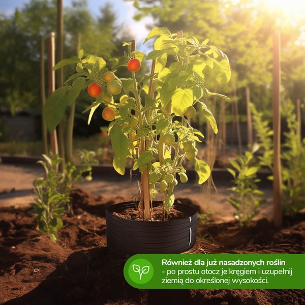 Tomatenpflanze in einem runden schwarzen Pflanzring im Garten, der die Wurzeln umschließt und mit Erde aufgefüllt werden kann.