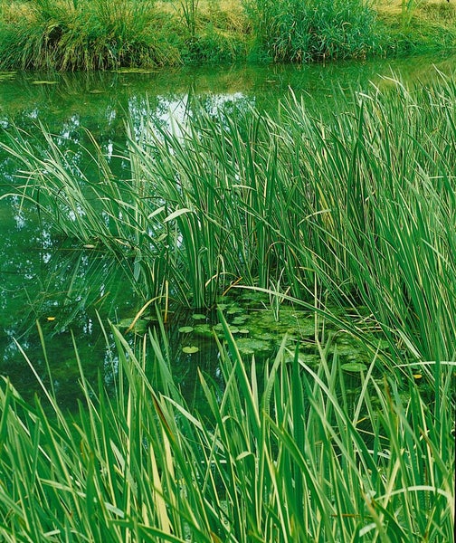 Teich mit Schilf und Wasserpflanzen