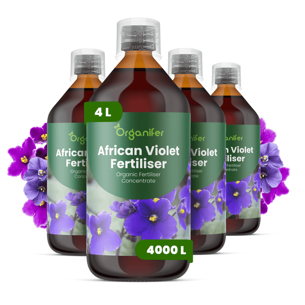 Organifer Afrikanisches Veilchen Dünger Konzentrat, vier Flaschen à ein Liter für circa viertausend Liter Düngerlösung.