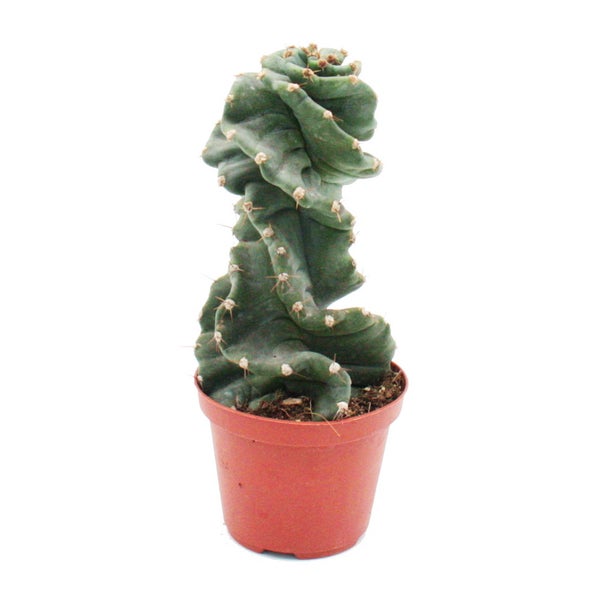 Cereus jamacaru Spiralis  - Spiralkaktus - im 11cm Topf