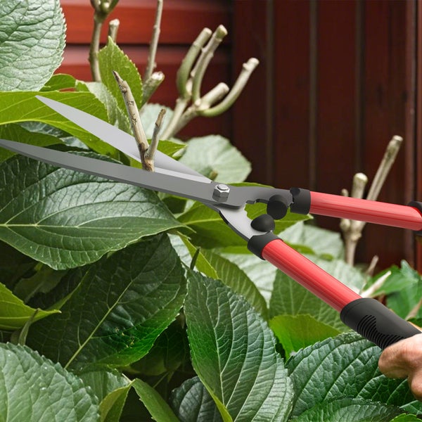 Gartenschere beim Schneiden eines Triebs an einer Pflanze