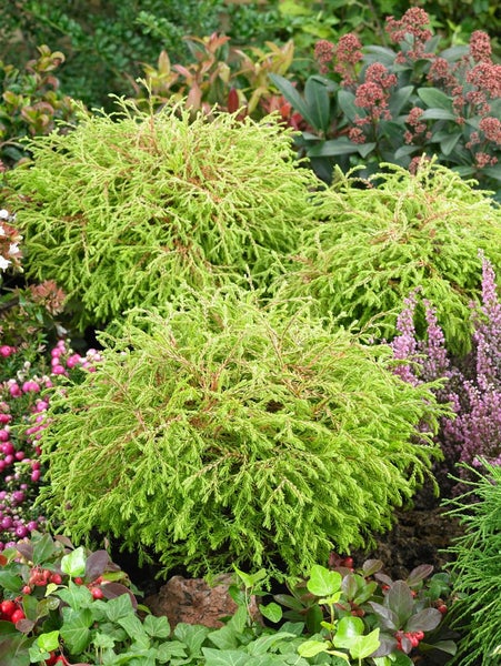 Thuja occidentalis 'Golden Tuffet', gelbgrün, 20–25 cm