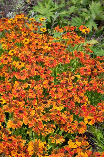 Helenium x cult.'Waltraud', Sonnenbraut, orange-gelb, ca. 11x11 cm Topf