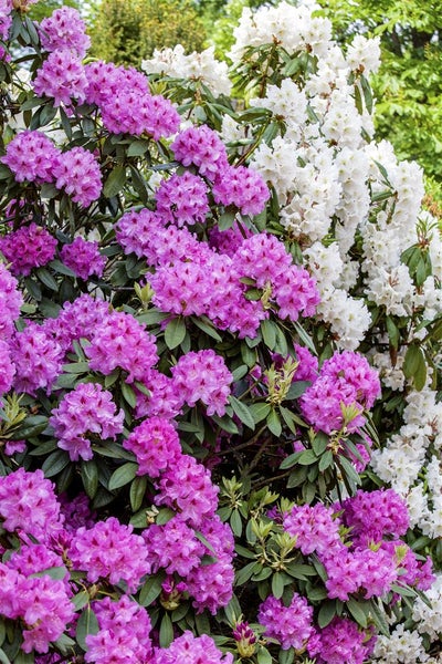 Blühender Rhododendronstrauch mit lila und weissen Blüten