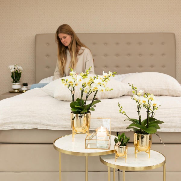 Kolibri Orchids Weiße Phalaenopsis-Orchidee Lausanne Topfgröße 9cm Blühende Zimmerpflanze frisch vom Züchter