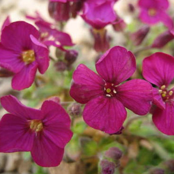 Aubrieta-Pflanze mit violetten Blüten