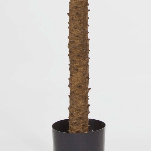 Künstliche Pflanze Ficus Benjamina mit panaschierten Blättern und naturgetreuen Stämmen.