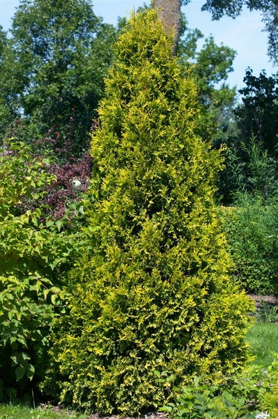 Thuja occidentalis 'Yellow Ribbon', Lebensbaum, gelbgrün, 20–30 cm