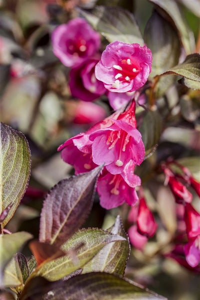 Weigela florida 'Minor Black', Weigelie, dunkelrot, 40–60 cm