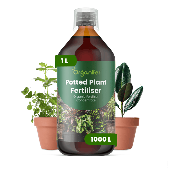 Organifer Zimmerpflanzendünger, organisches Düngerkonzentrat, 1 Liter Flasche für circa 1000 Liter, neben zwei Zimmerpflanzen in Töpfen.