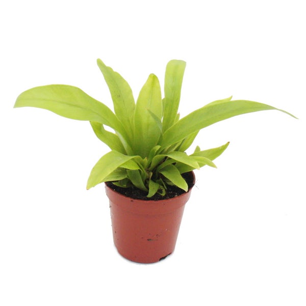 Mini-Pflanze Asplenium antiquum Nestfarn Ideal für kleine Schalen und Gläser Baby-Plant im 5,5cm Topf