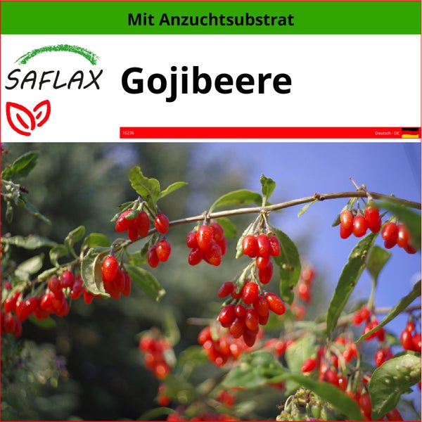 SAFLAX  - Gojibeere - Lycium chinensis - 200 Samen - Mit keimfreiem Anzuchtsubstrat