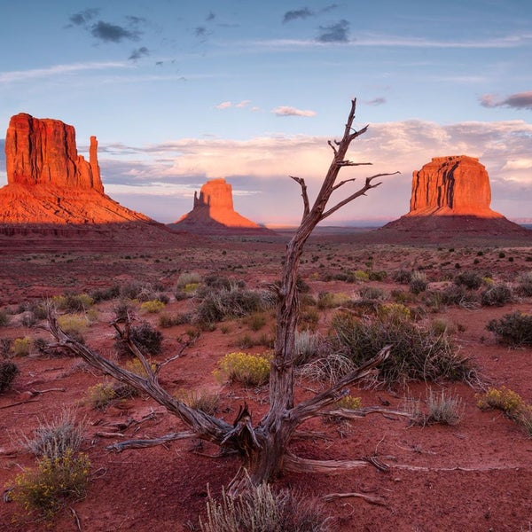 Landschaft mit Felsen und trockenem Baum