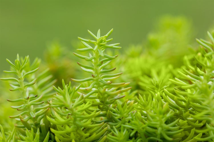 Detailaufnahme einer Goldfetthenne, einer sukkulenten Pflanze