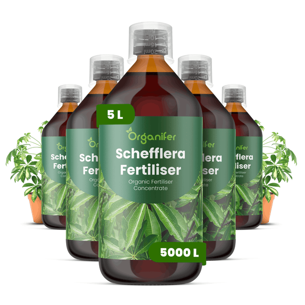 Fünf Flaschen Organifer Schefflera Dünger, organisches Düngerkonzentrat, 5 Liter Inhalt für 5000 Liter Gießwasser.