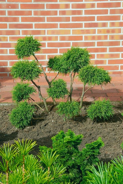Japanische Schirmtanne im Gartenbeet vor einer Ziegelwand