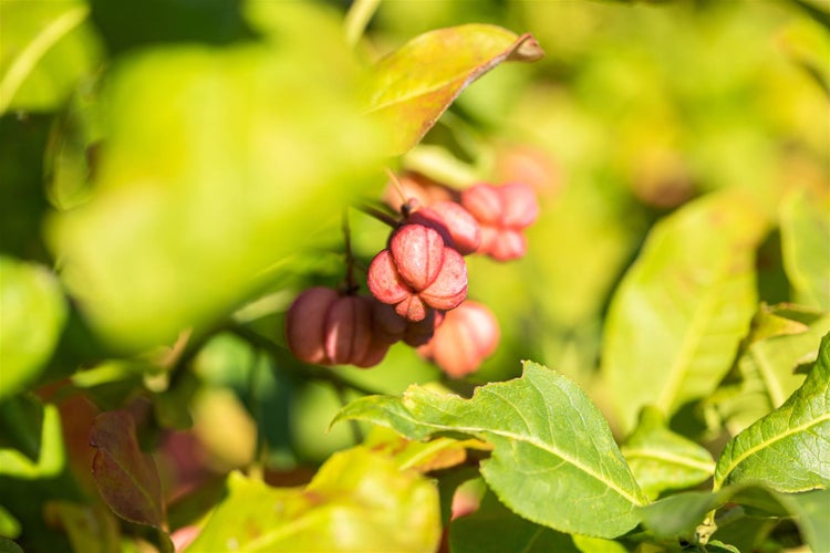 Euonymus europaeus, Pfaffenhütchen, 40–60 cm