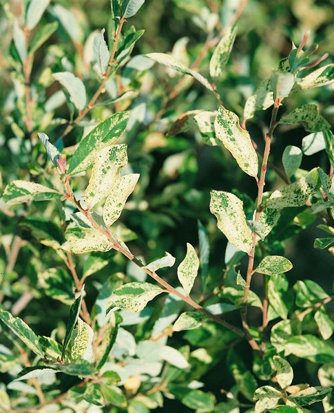 Salix cinerea, Grau-Weide, 60–100 cm