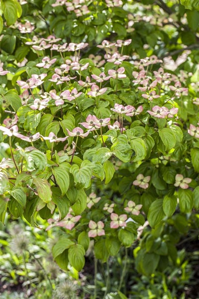 Blühender Blumenhartriegel im Garten