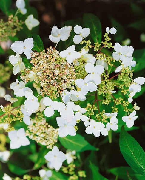 Blütenstand der Rispenhortensie mit weißen Blütenblättern
