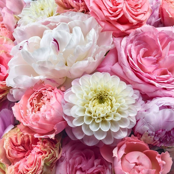 Nahaufnahme von Rosen, Pfingstrosen und Dahlien.