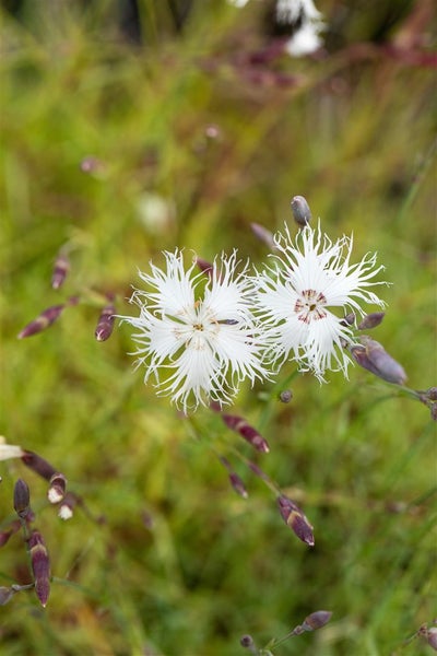 Dianthus arenarius, Sand-Nelke, weiß, ca. 9x9 cm Topf