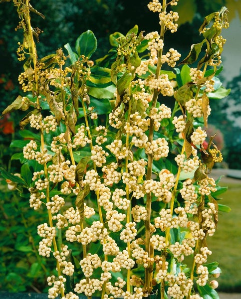 Callicarpa japonica 'Leucocarpa', Schönfrucht, weiße Beeren, 100–125 cm