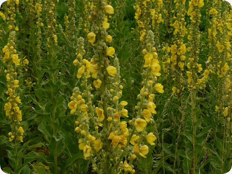 SAFLAX  - Großblumige Königskerze - Verbascum densiflorum - 500 Samen