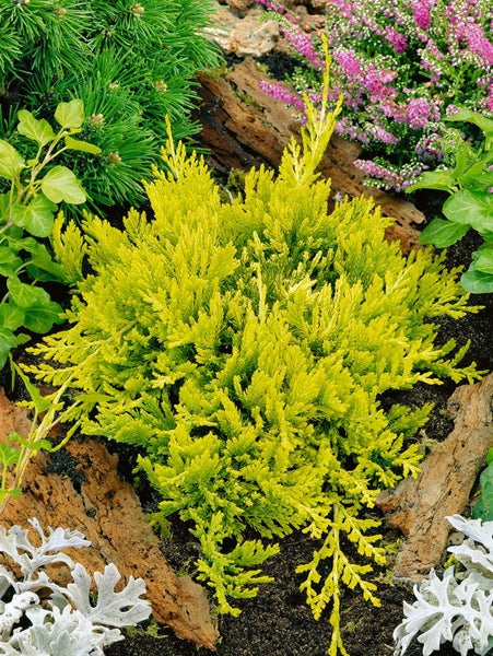 Goldene Zypresse im Gartenbeet, umgeben von anderen Pflanzen