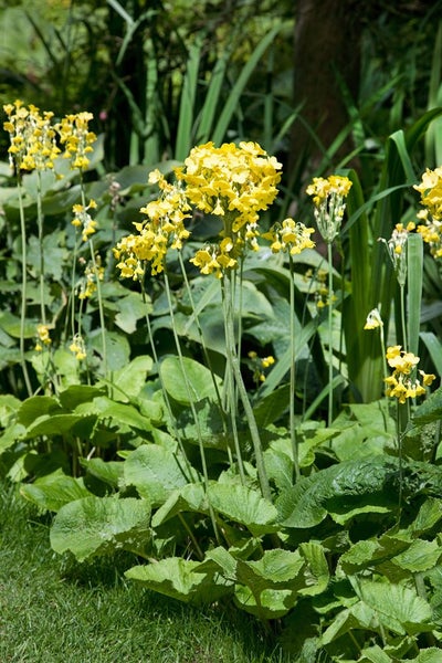 Primula florindae, Duft-Primel, gelb, ca. 9x9 cm Topf
