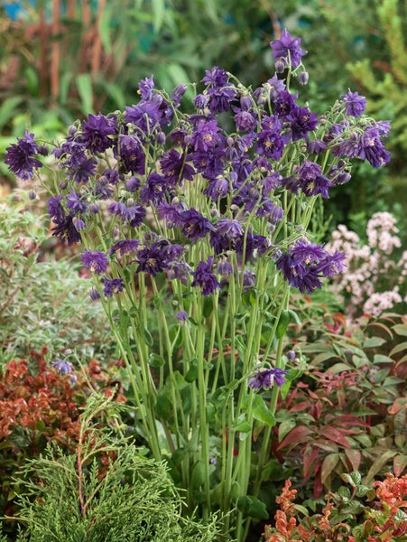 Aquilegia vulgaris 'Blue Barlow', Akelei, blau, ca. 9x9 cm Topf