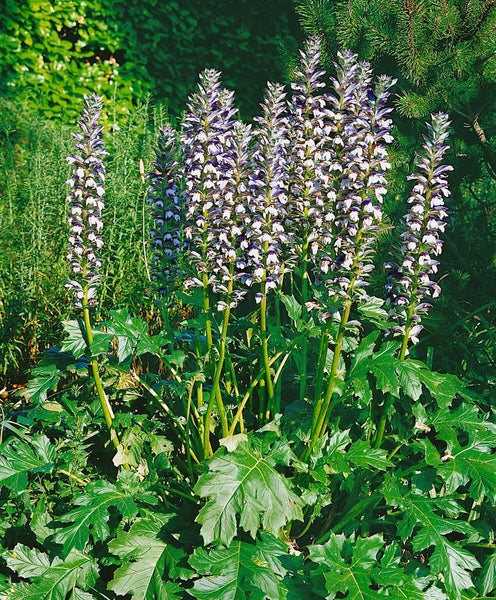 Acanthus mollis, Bärenklau, ca. 11x11 cm Topf, dekorativ
