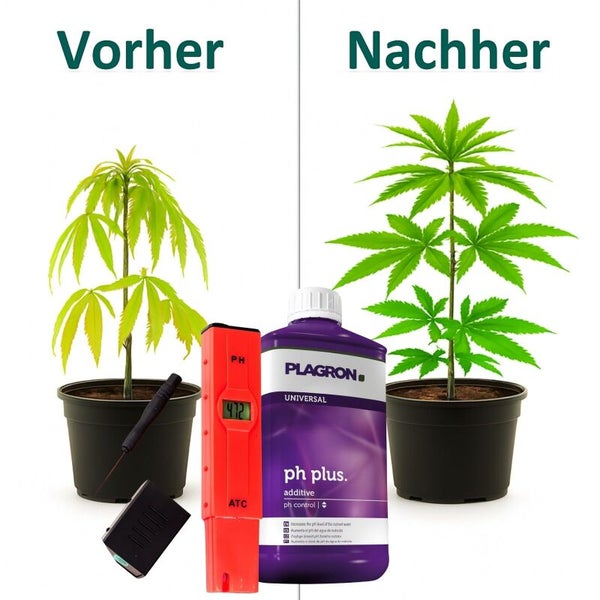 Vorher-Nachher-Darstellung von Pflanzenwachstum mit Plagron Dünger und pH-Messgerät