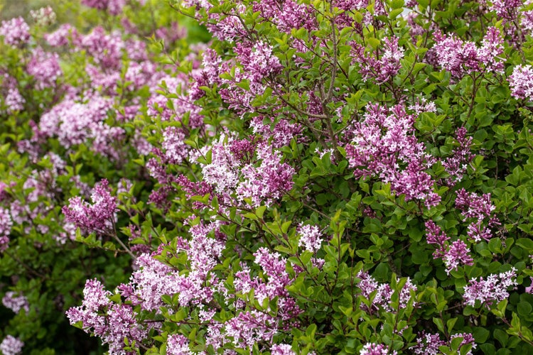Syringa meyeri 'Palibin', Zwergflieder, lila Blüten, 80 cm Stammhöhe