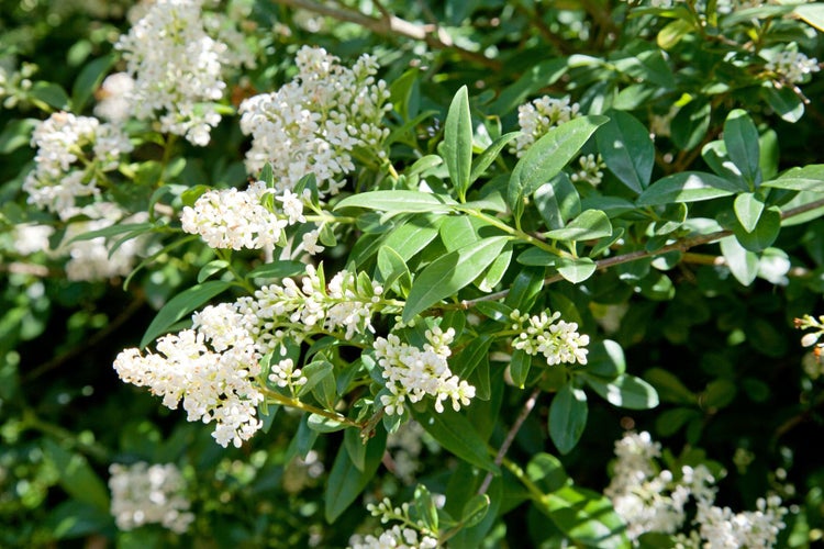Ligustrum vulgare 'Atrovirens', Liguster, immergrün, 150–175 cm