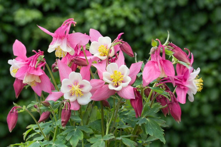 Aquilegia flab.'Spring Magic Rosa-Weiß', Akelei, rosa-weiß, ca. 9x9 cm Topf