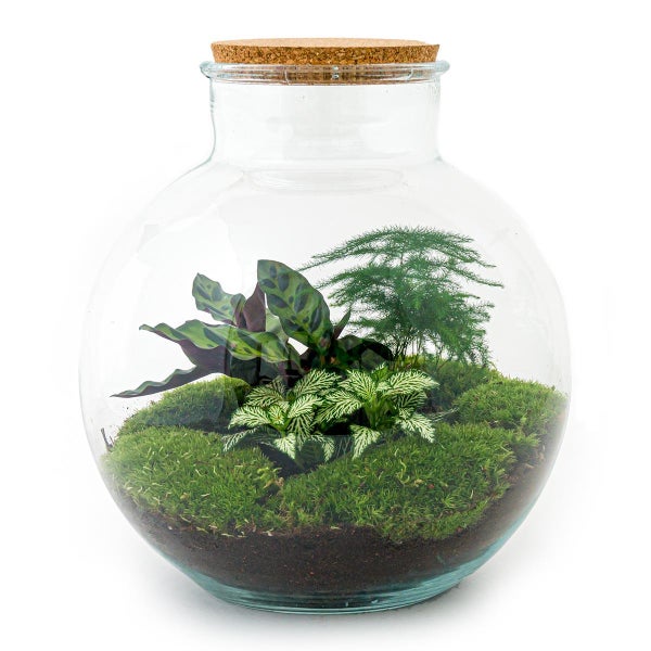 Flaschengarten Bolder Bob - DIY-Pflanzenterrarium - 30 cm hoch - mit Calathea