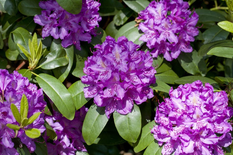 Rhododendron 'Catawbiense Grandiflorum', lila, 30–40 cm, INKARHO