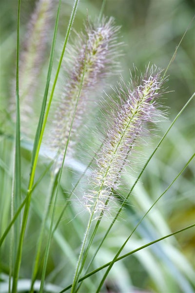 Pennisetum alopecuroides, Lampenputzergras, ca. 9x9 cm Topf