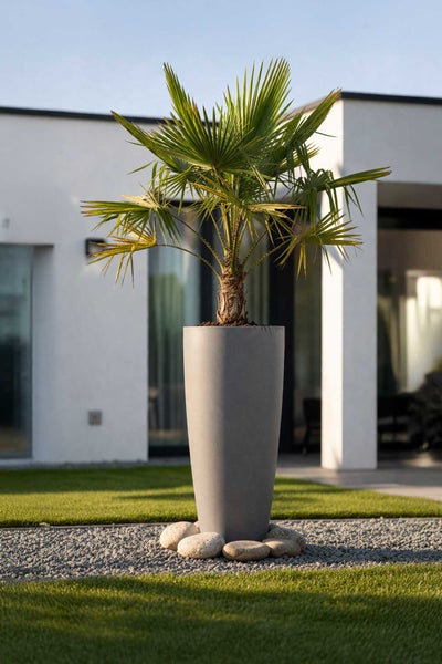 Hoher grauer konischer Pflanzkübel mit Palme im modernen Garten auf Kies und Rasen vor einem hellen Wohnhaus.