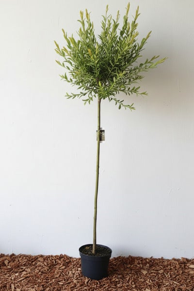 Salix integra Hakuro Nishiki als Hochstamm in einem Pflanztopf.