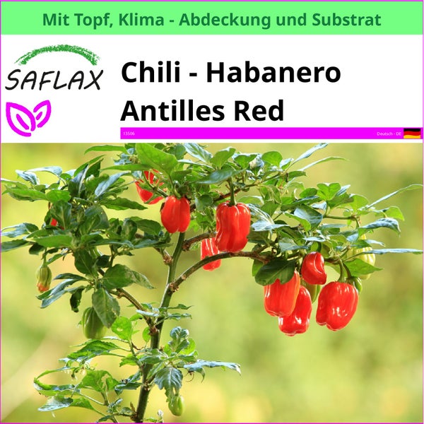 SAFLAX Garden to go - Chili - Habanero Antilles Red - Capsicum chinense - 10 Samen - Mit Topf, Klima - Deckel und Anzuchtsubstrat