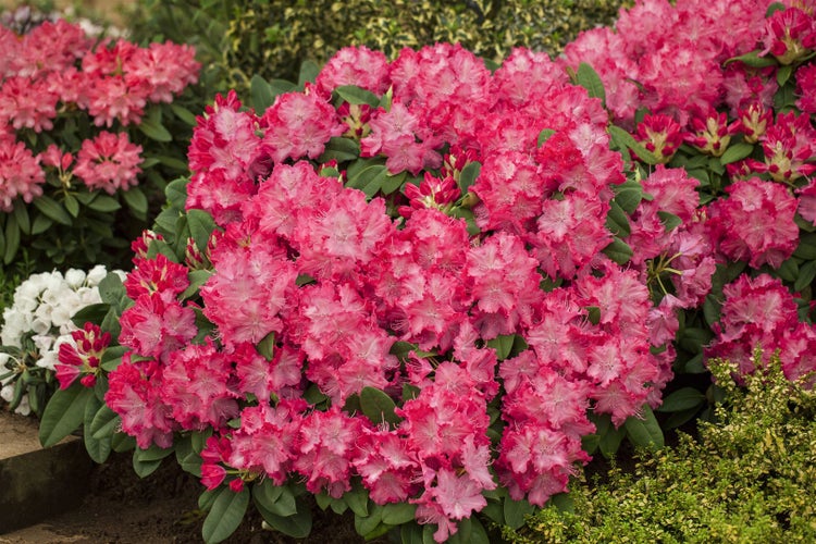 Rhododendron Hybr. 'Germania', Rhododendron, rosa, 40–50 cm