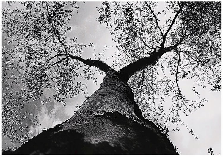 Fototapete Baum Baumkrone Wald Wohnzimmer Vlies Tapete 250x175 cm