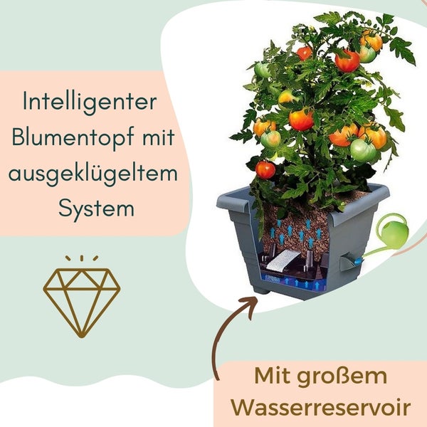 Intelligenter Blumentopf mit Bewässerungssystem und Tomatenpflanze