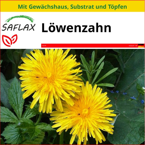 SAFLAX Anzucht Set - Löwenzahn - Taraxacum officinale - 200 Samen - Mit Mini-Gewächshaus, Anzuchtsubstrat und 2 Töpfen